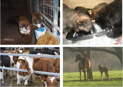 Diatomaceous Earth DE for Pets and Livestock