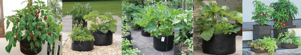 EcoFelt grow bags planted