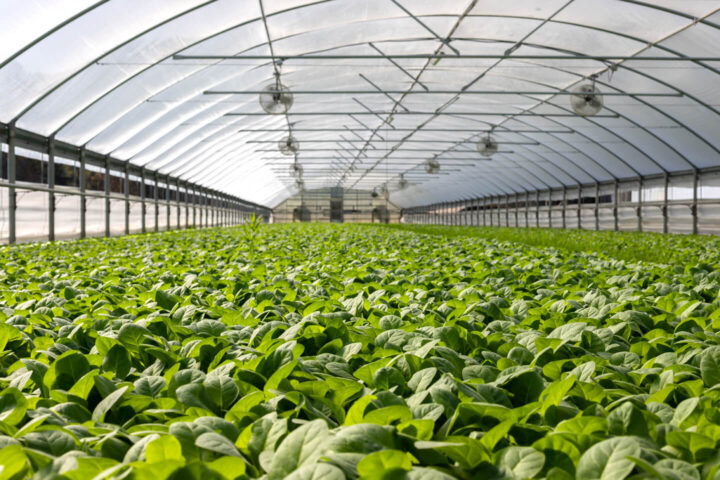 field of plants in greenhouse Horticulture