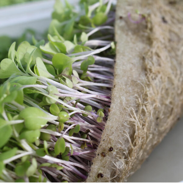 Microgreen Pack - Image 2